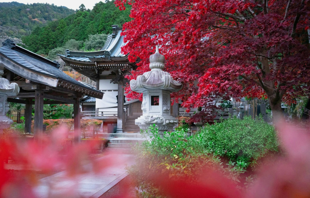 Япония клены