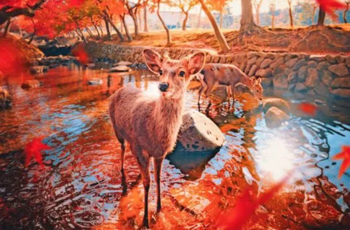 Тур в Японию и Китай из Минска: сезон красных кленов - Изображение 2